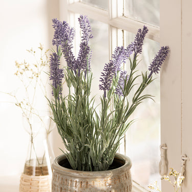 Lavender in Pot