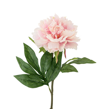 Peony Stem - Rose